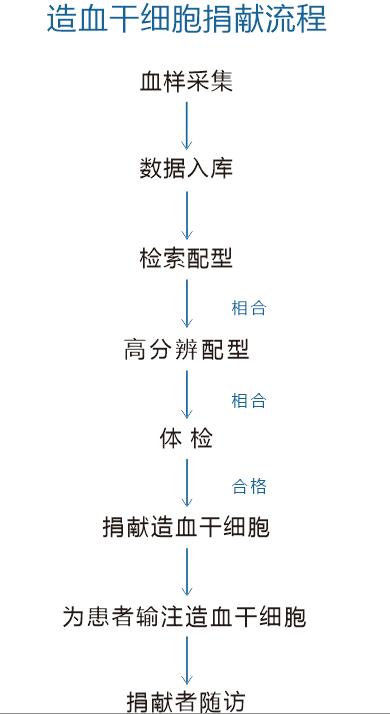 造血干细胞捐献工作流程（文字8条下方）.jpg